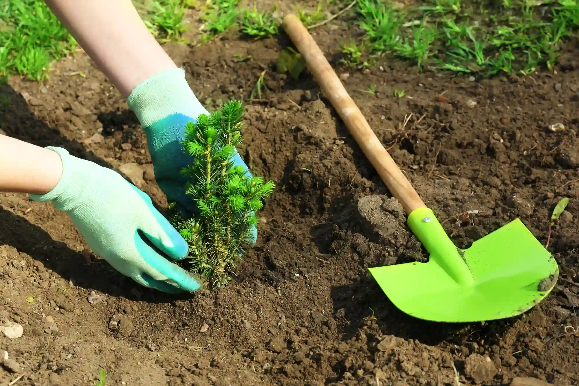 How Your Firework Purchase Helps Reforest the Planet